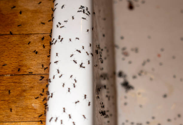 Best Ant Control Services  in Milford, IN